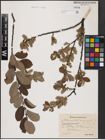 Foto von Salix aurita L. x Salix caprea L.